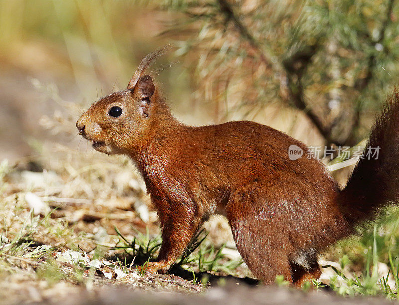 红松鼠(Sciurus vulgaris)